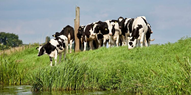 A Guide to Choosing the Right Calcium Supplement for Your Cows
